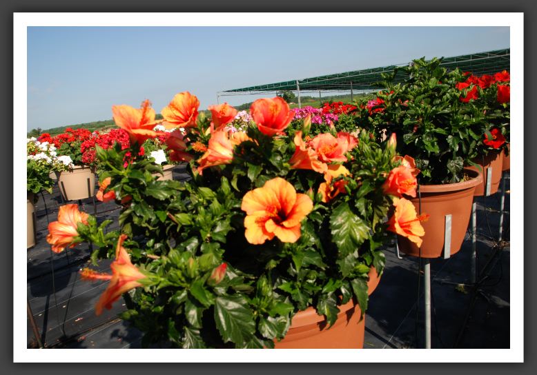 DSC_4080Hibiscus Raggie Breeze