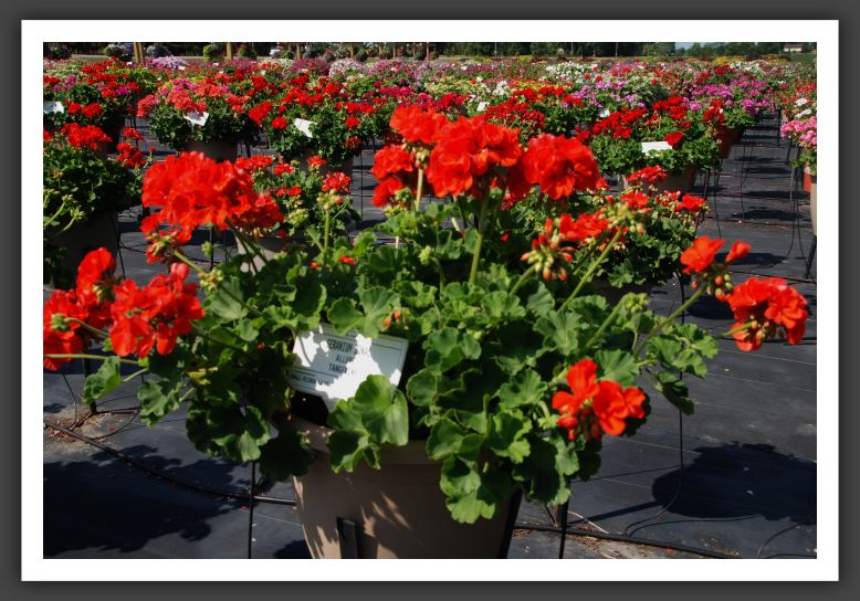 DSC_4147Geranium Allure Tangerine
