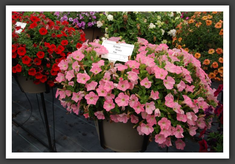 DSC_4579  Potunia Pink