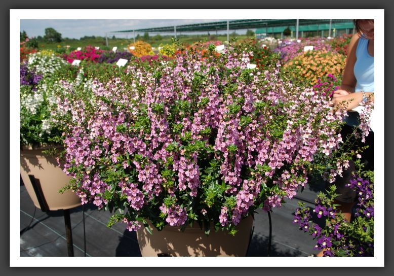 DSC_4745 Angelonia Angelina Pink