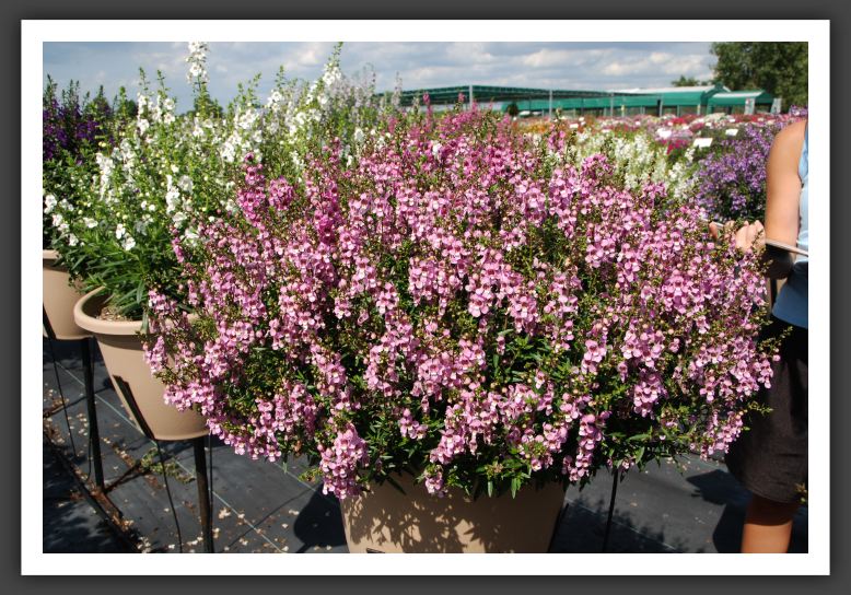 DSC_4757 Angelonia Serena Lavender Pink
