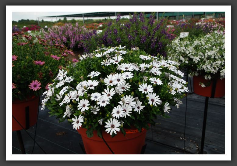 DSC_4775 Osteospermum Side show White