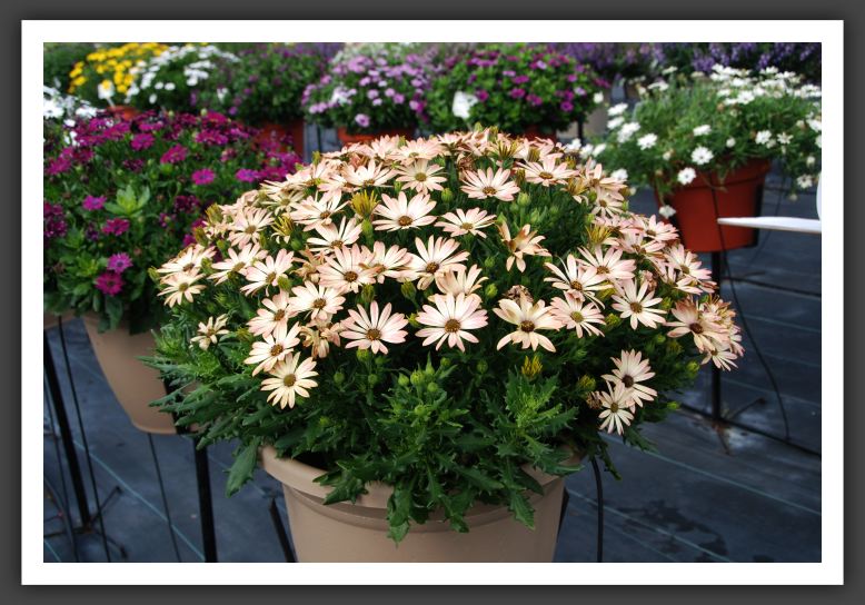 DSC_4803 Osteospermum Zion Pink Sand