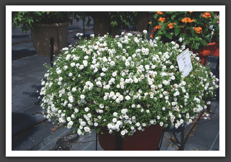 DSC_5509 Achillea Gypsy White