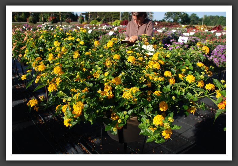 DSC_4873 Lantana Landmark Gold