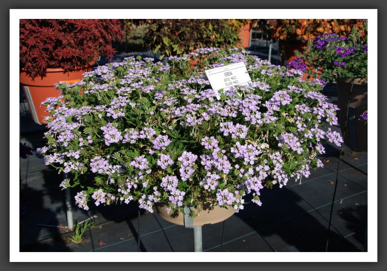 DSC_5001 Verbena Aztec  Silver Magic