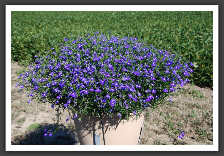 DSC_5174 Lobelia Magadi Blue