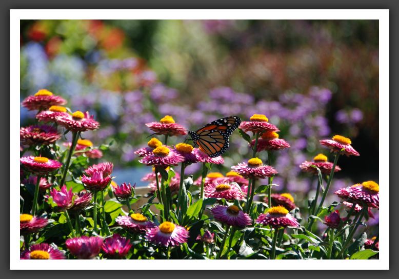 DSC_5192Bracteantha (Butterfly)