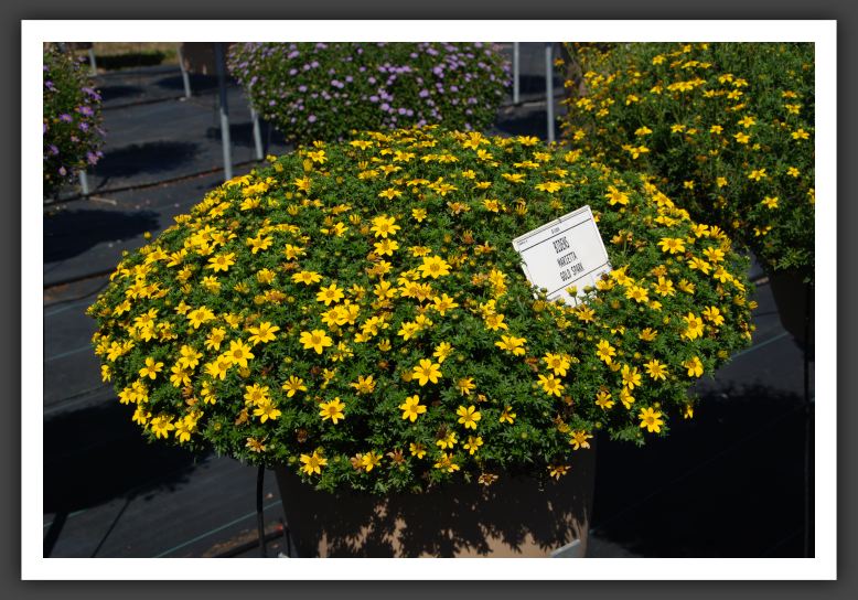 DSC_5308 Bidens Marietta Goldspark