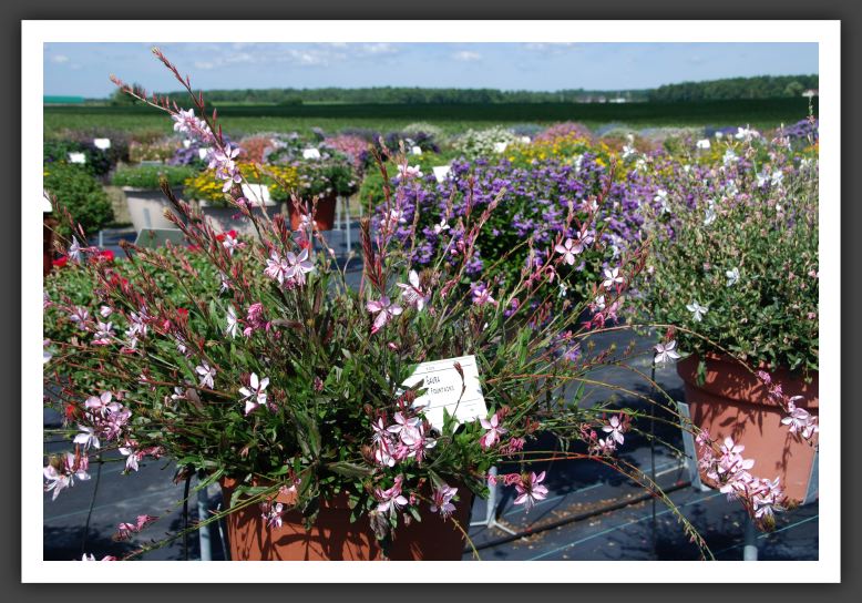 DSC_5345 Gaura Pink Fountain