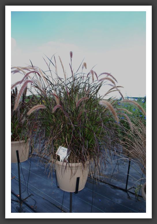 DSC_5482 Purple fountain Grass