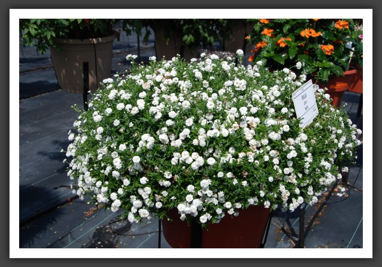 DSC_5509 Achillea Gypsy White