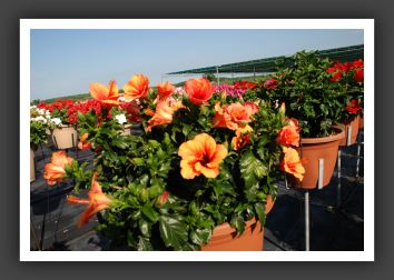 DSC_4080Hibiscus Raggie Breeze