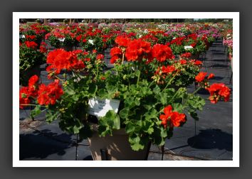 DSC_4147Geranium Allure Tangerine