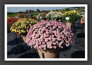 DSC_4860 Argyranthemum Madiera Crested Pink