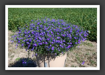 DSC_5174 Lobelia Magadi Blue