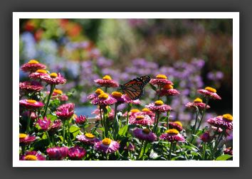 DSC_5192Bracteantha (Butterfly)