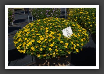 DSC_5308 Bidens Marietta Goldspark
