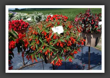 DSC_5448 Begonia Bonfire