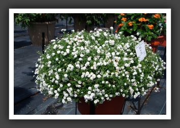 DSC_5509 Achillea Gypsy White
