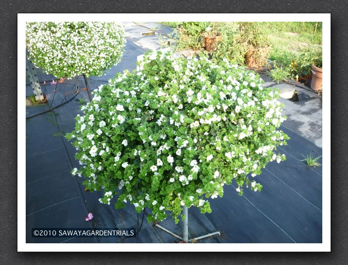 Bacopa Calypso Jumbo White