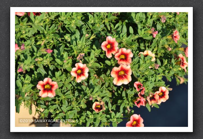 DSC_4010 Calibrachoa Superbells Coralberry Punch