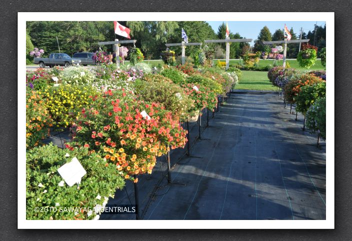 DSC_4009 Calibrachoa Super Bells Series