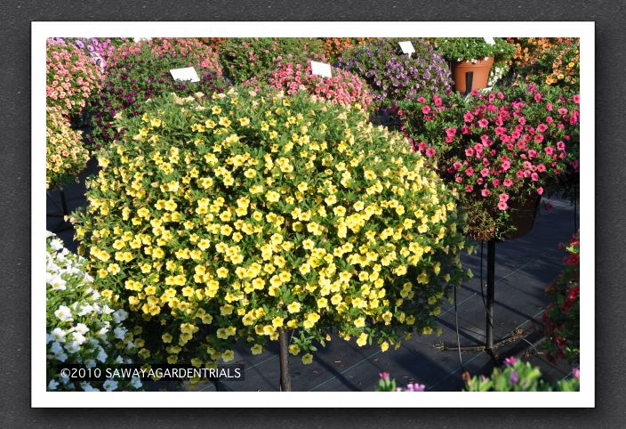 DSC_4006 Calibrachoa Million Bells Yellow