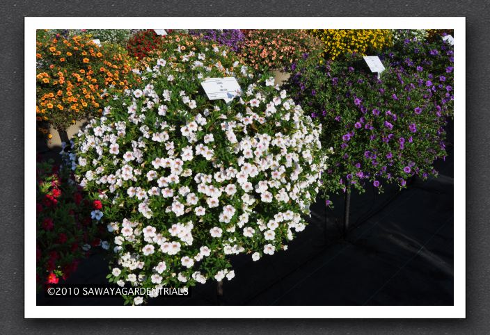 DSC_4005 Calibrachoa NOA Almond Blossom