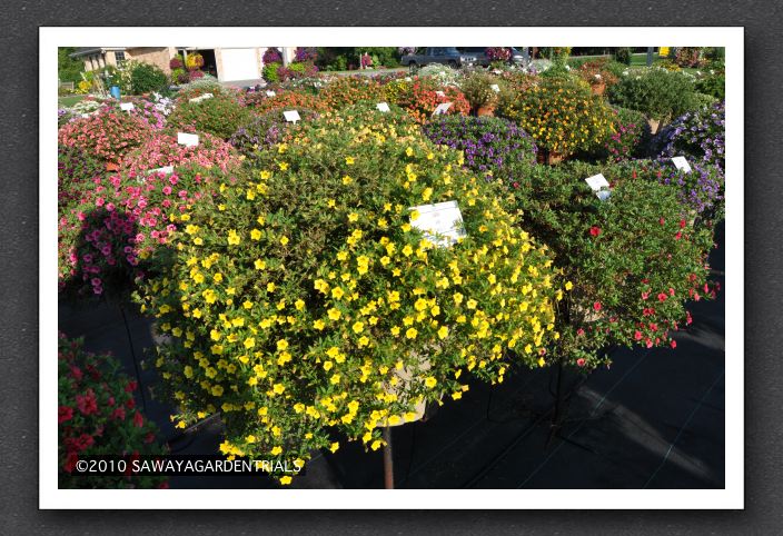 DSC_4003 Calibrachoa Caloha Yellow CALI-I-3