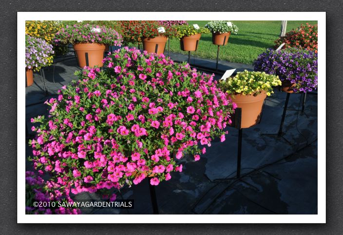 DSC_3999 Calibrachoa Million Bells Brilliant Pink