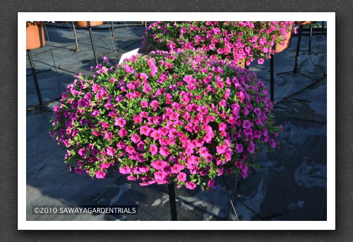 DSC_3998 Calibrachoa Million Bells Trailing Magenta