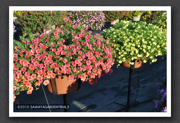 DSC_3997 Calibrachoa MiniFamous Compact Watermelon