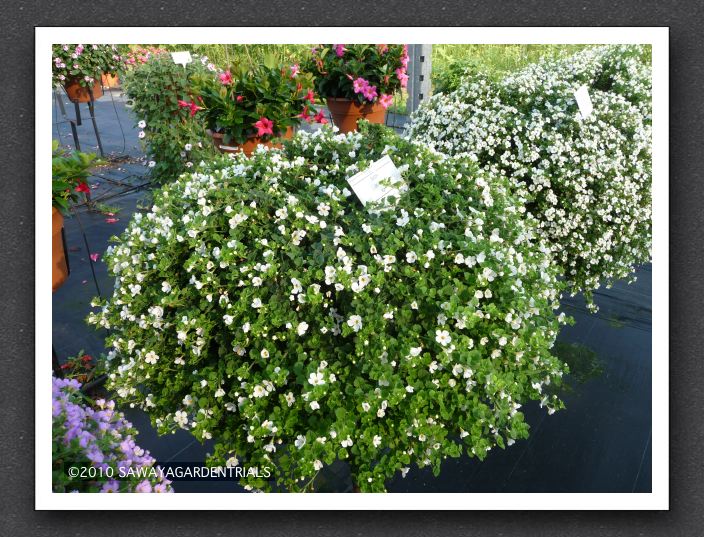 P1000553 Bacopa Scopia Gulliver White