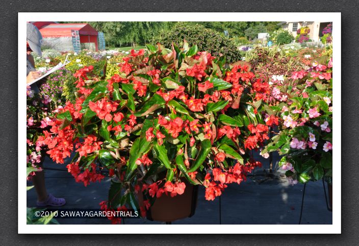 DSC_3979 Begonia Dragonwing Red
