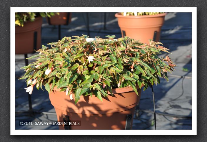 DSC_3972 Begonia Million Kisses Elegance