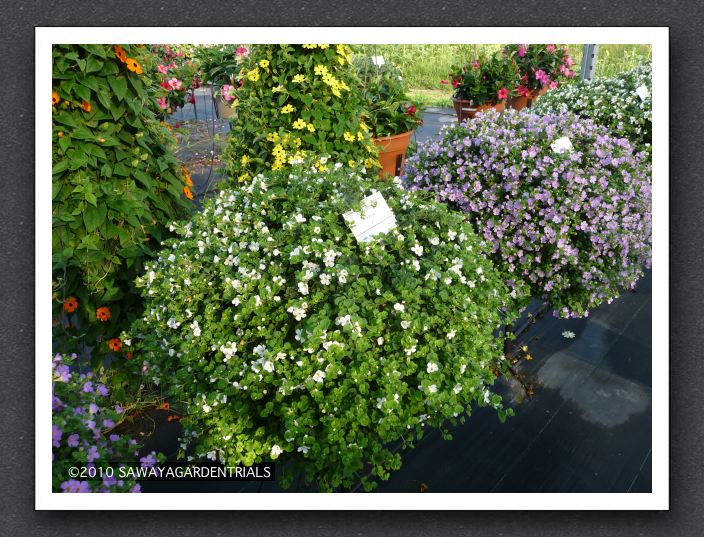 P1000551 Bacopa Bahia Blanca White