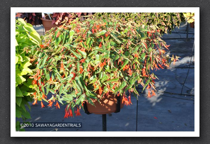 DSC_3970 Begonia Bonfire