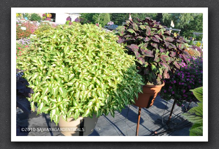 DSC_3968 Coleus Colorblaze Alligator Tears