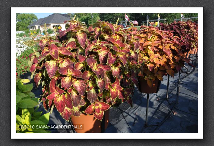 DSC_3963 Coleus Colorblaze Dipt in Wine