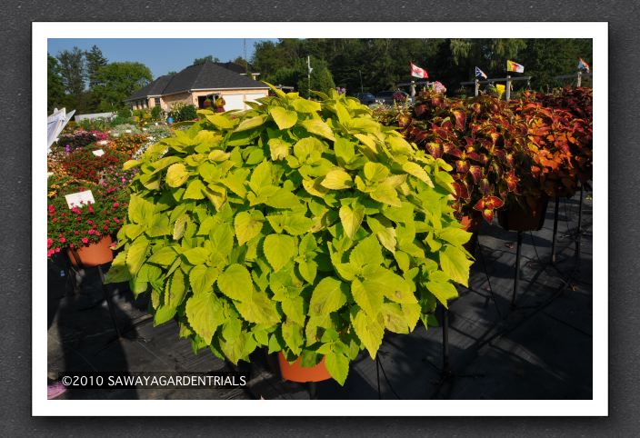 DSC_3962 Coleus Colorblaze LifeLime