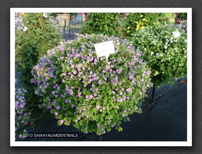 P1000550 Bacopa Gulliver Blue