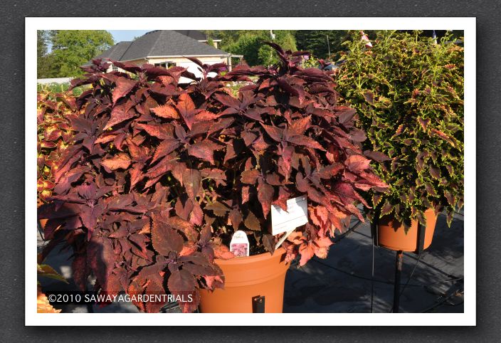 DSC_3960 Coleus Religious Radish