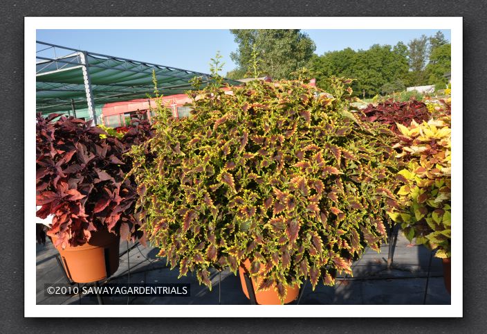 DSC_3959 Coleus Skyfire