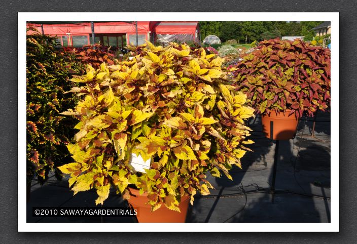 DSC_3958 Coleus Pineapple