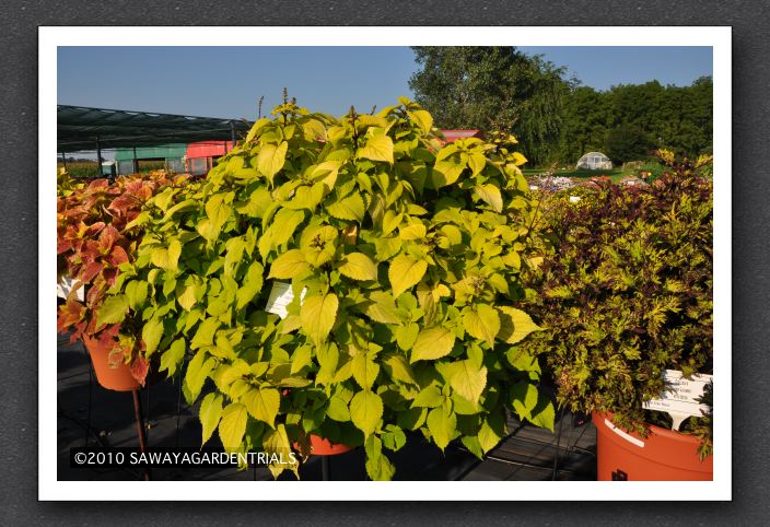 DSC_3953 Coleus Stained Glassworks Big Blond