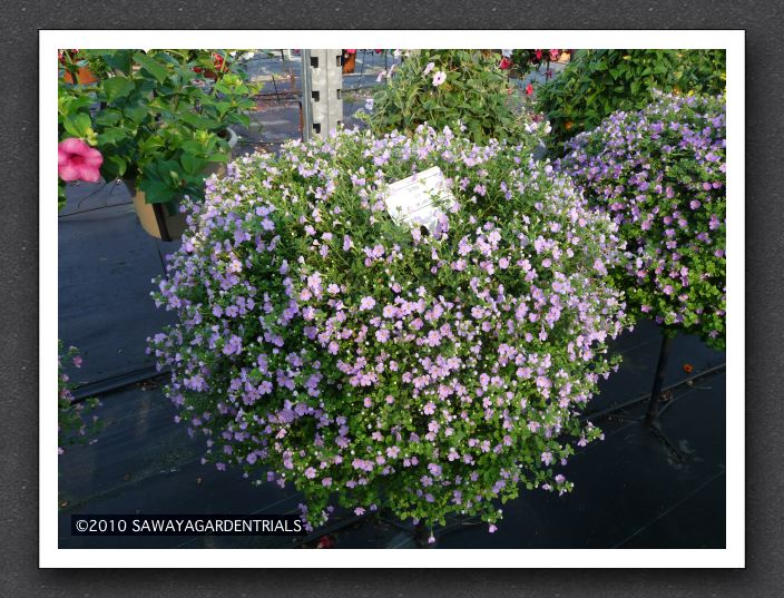 P1000549 Sutera Calypso Jumbo Lavender