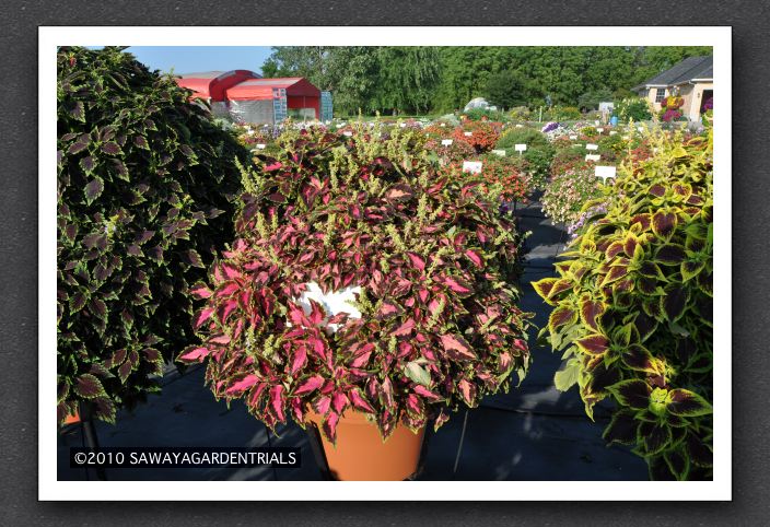 Coleus Mosaik Rose Blast