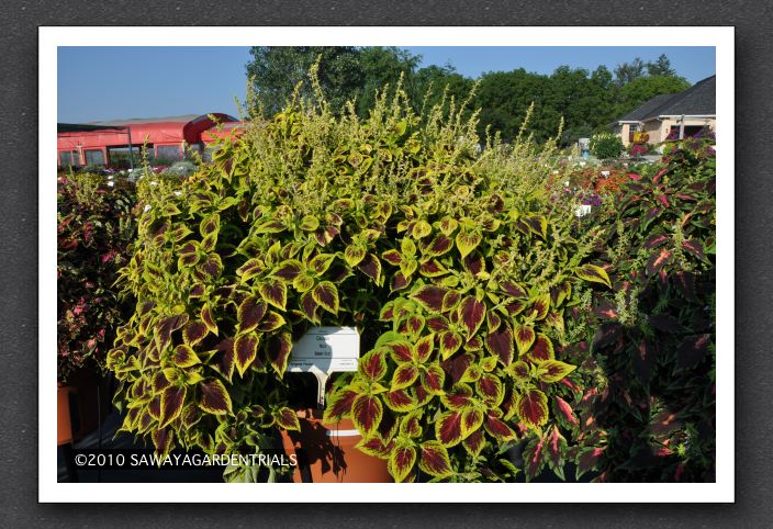 Coleus Mosaik Burgundy Velvet