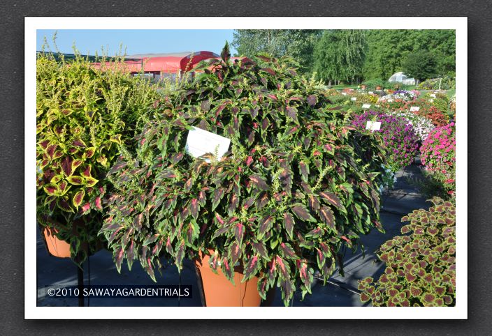 DSC_3946 Coleus Mosaik Lava Red